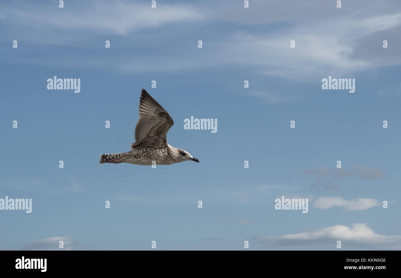 Giovani seagull visto dal lato durante il volo Foto Stock