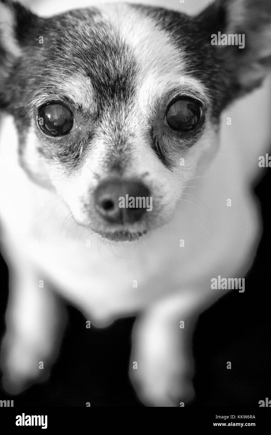 Gli occhi di un bellissimo Chihuahua Foto Stock