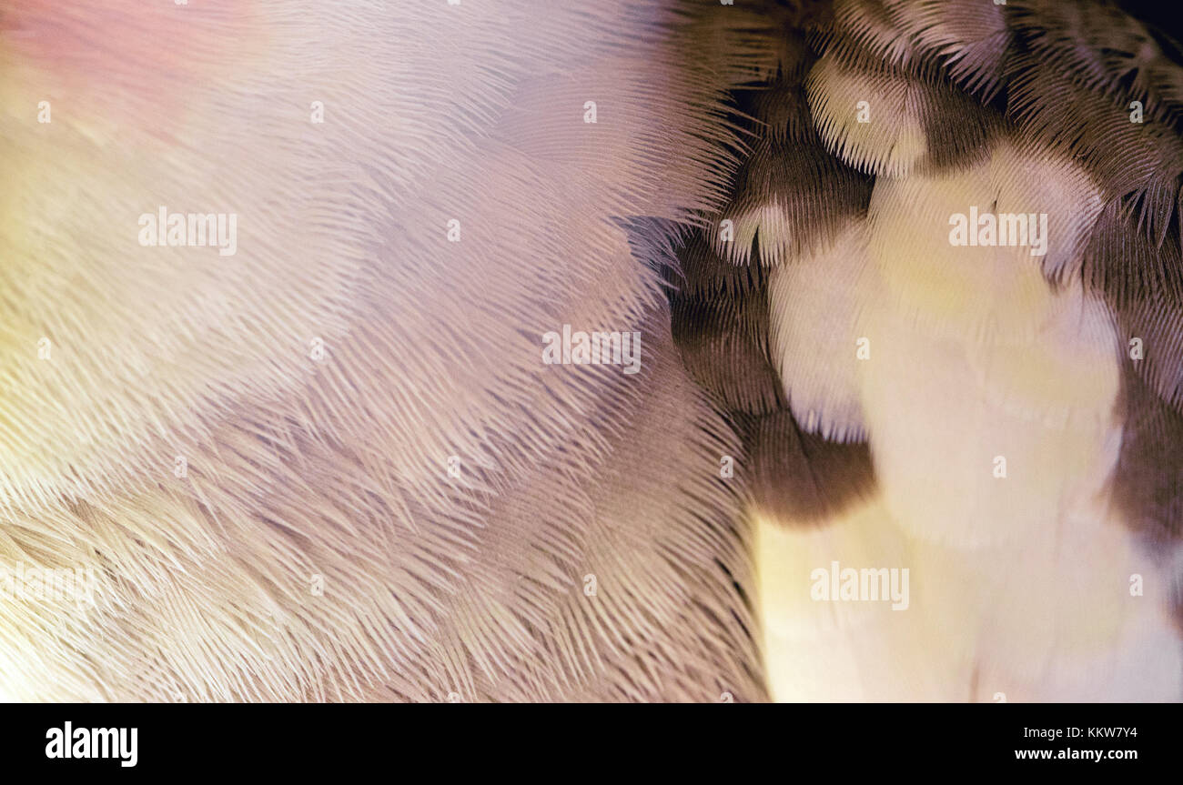 Le penne degli uccelli closeup macro, pattern e texture Foto Stock