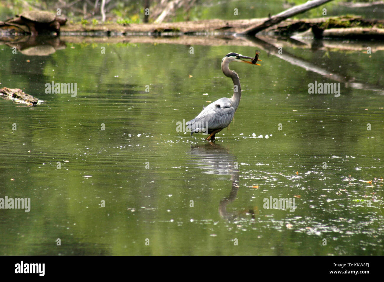 Ardea heron con appena pescato Foto Stock