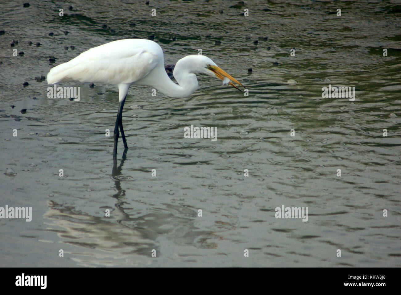 Airone bianco mangiare pesce appena pescato in Carolina del Sud, Stati Uniti Foto Stock