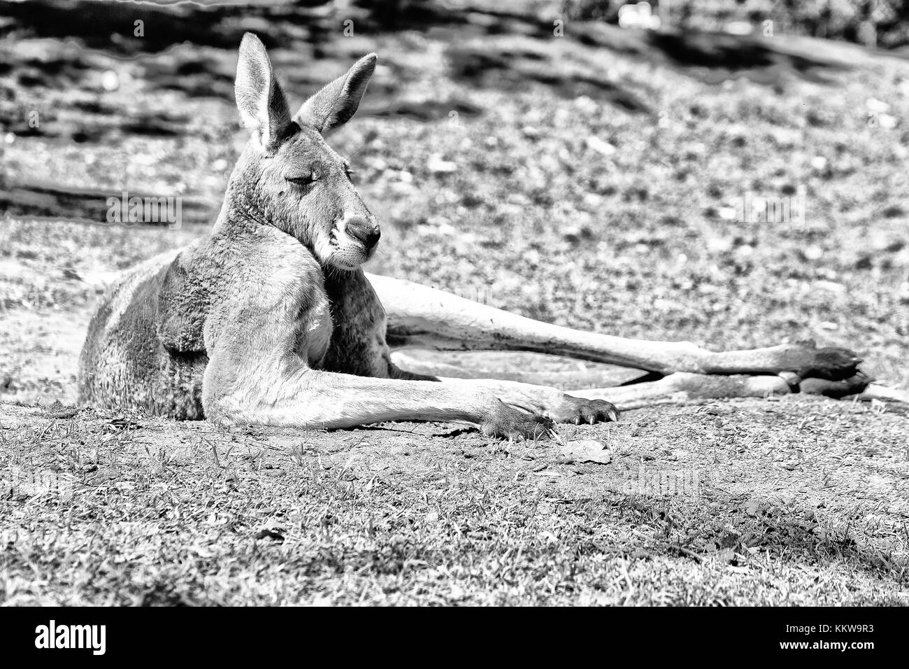 In Australia natuarl park close up kangaroo vicino a boccola Foto Stock