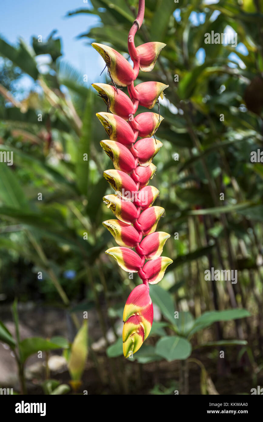 Fiore heliconia, amazzonia, Ecuador Foto Stock