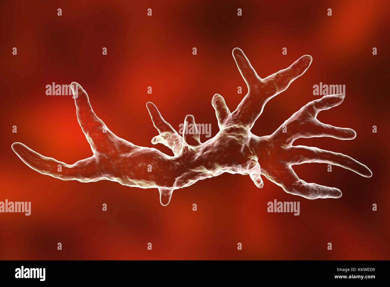 Balamuthia mandrillaris ameba, illustrazione del computer. Questa è la fase riproduttiva dell'organismo, la forma trophozoite. B. mandrillaris, un libero-vivente unicellulari organismo, si trova in acqua e suolo nelle regioni temperate. Le infezioni sono rare ma possono causare la malattia granulomatosa encefalite amebica (GAE) del cervello, con è quasi sempre fatale. Foto Stock