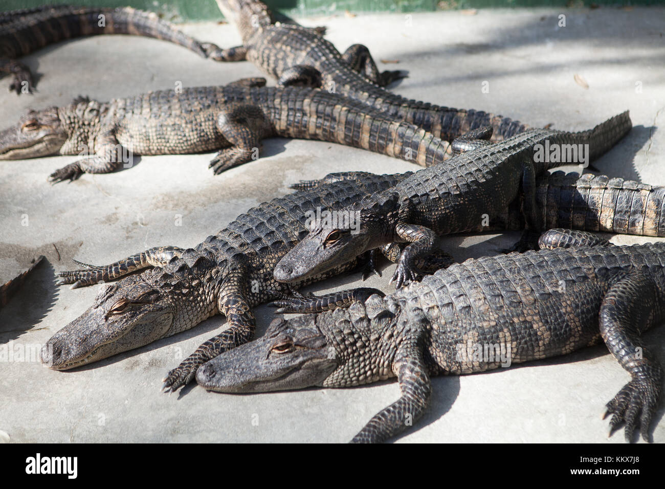 Giovani alligatori in cattività a jungle adventures wildlife park, natale, Florida Foto Stock