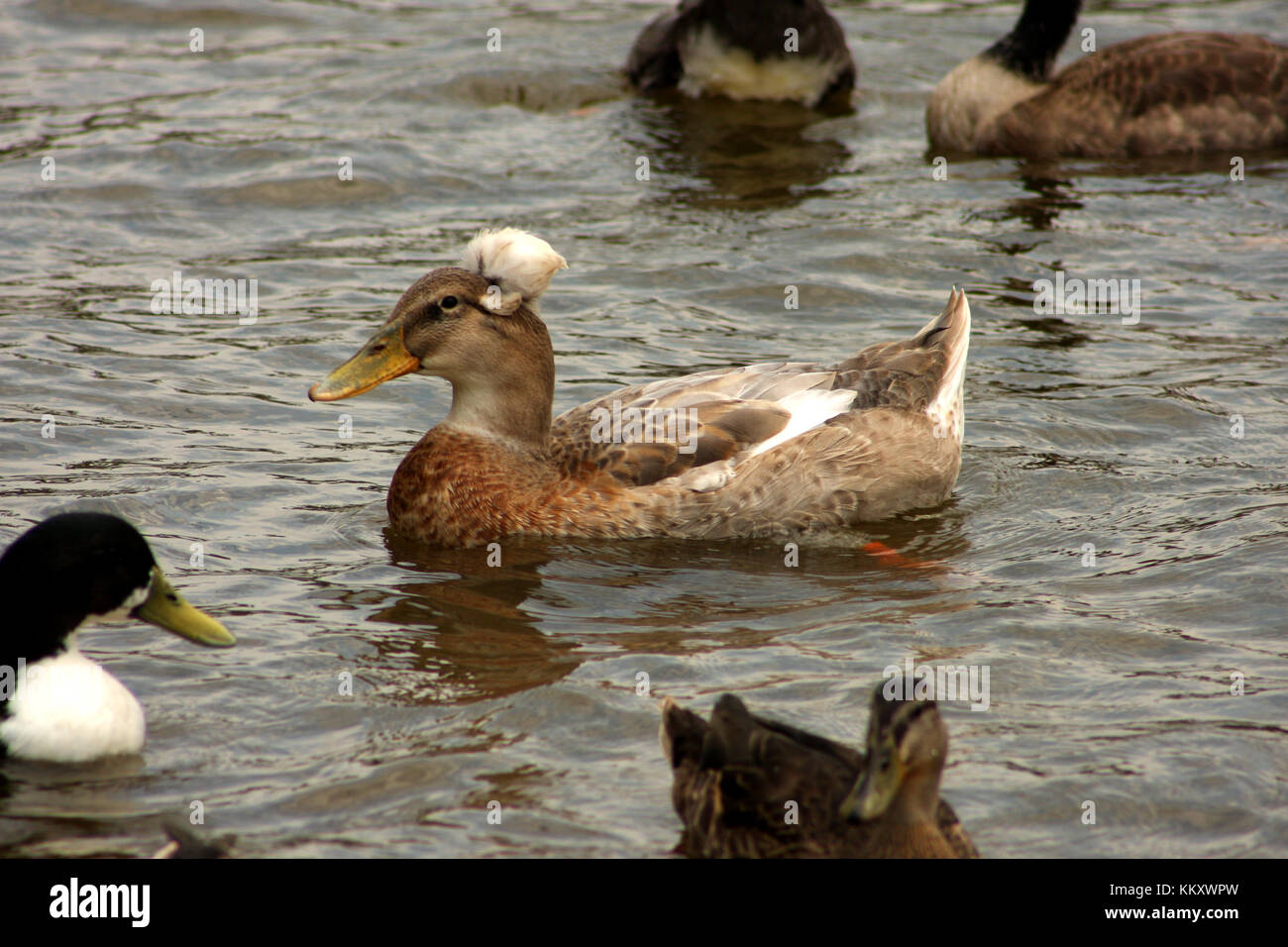 Crested duck su acqua Foto Stock