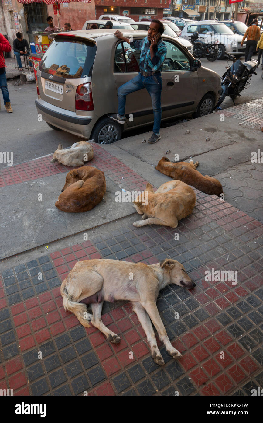 Cani randagi dormendo sulle strade di amritsar Punjab, India Foto Stock