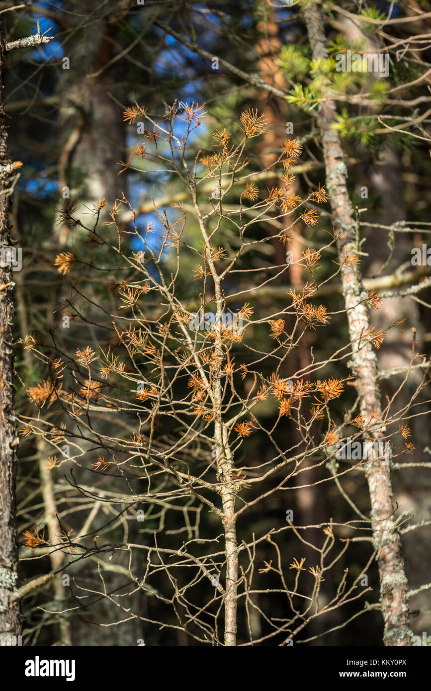 Natura della foresta di Abernethy nel Parco Nazionale di Cairngorms della Scozia. Foto Stock