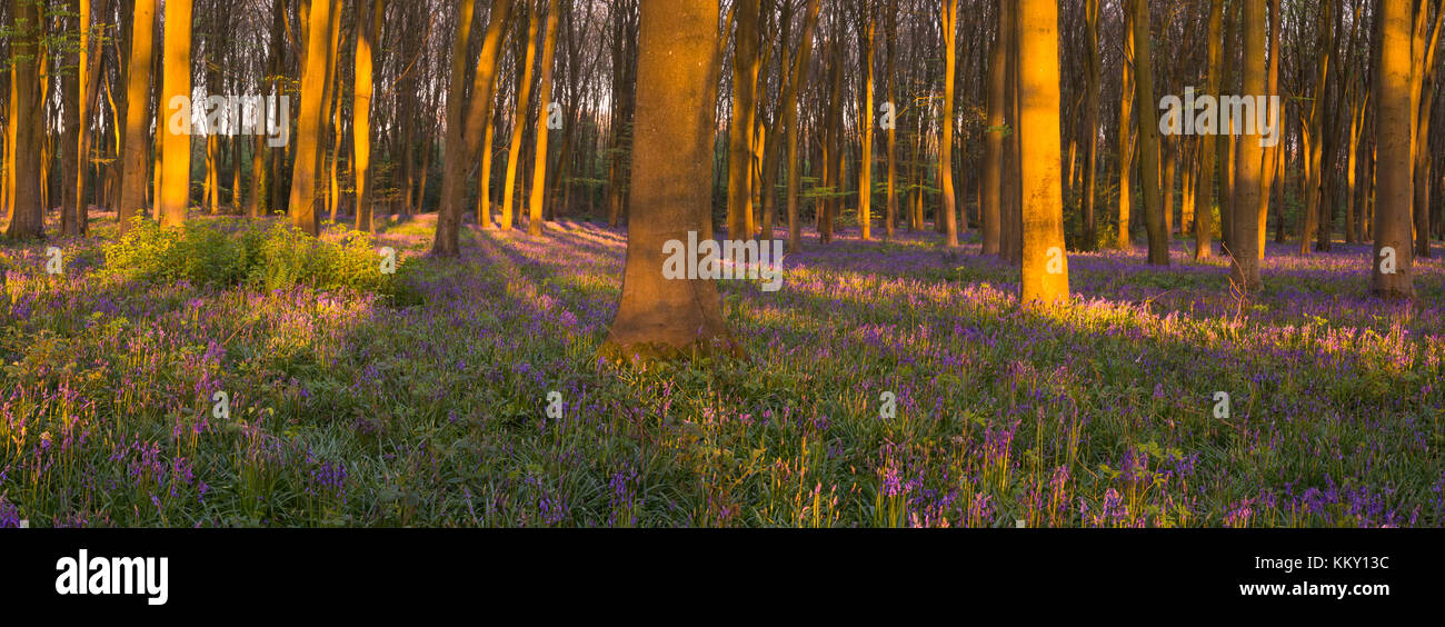 Panorama di bluebell legno vicino Micheldever in Hampshire Foto Stock