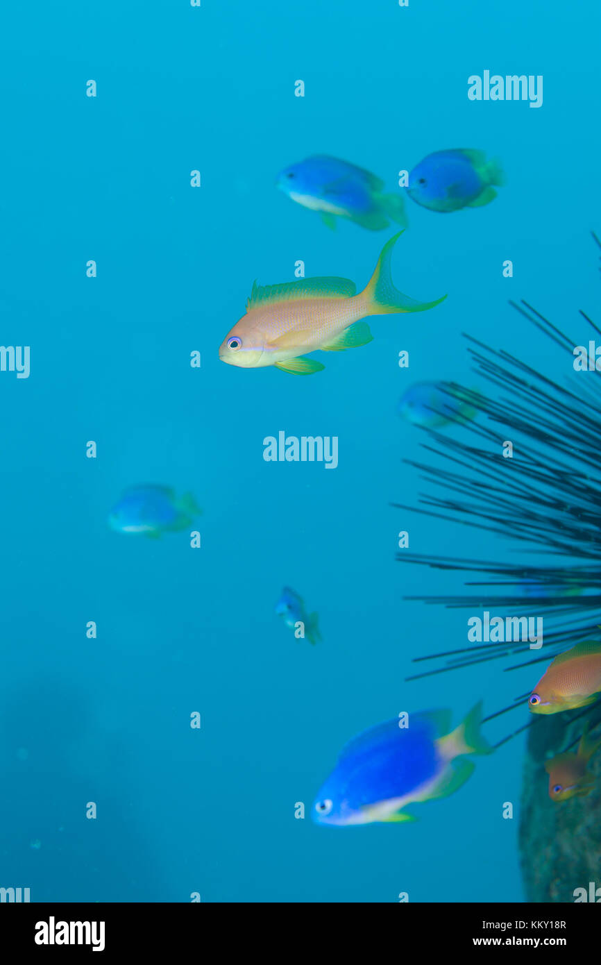 Pesci corallini sciame - Seychelles - Africa Foto Stock
