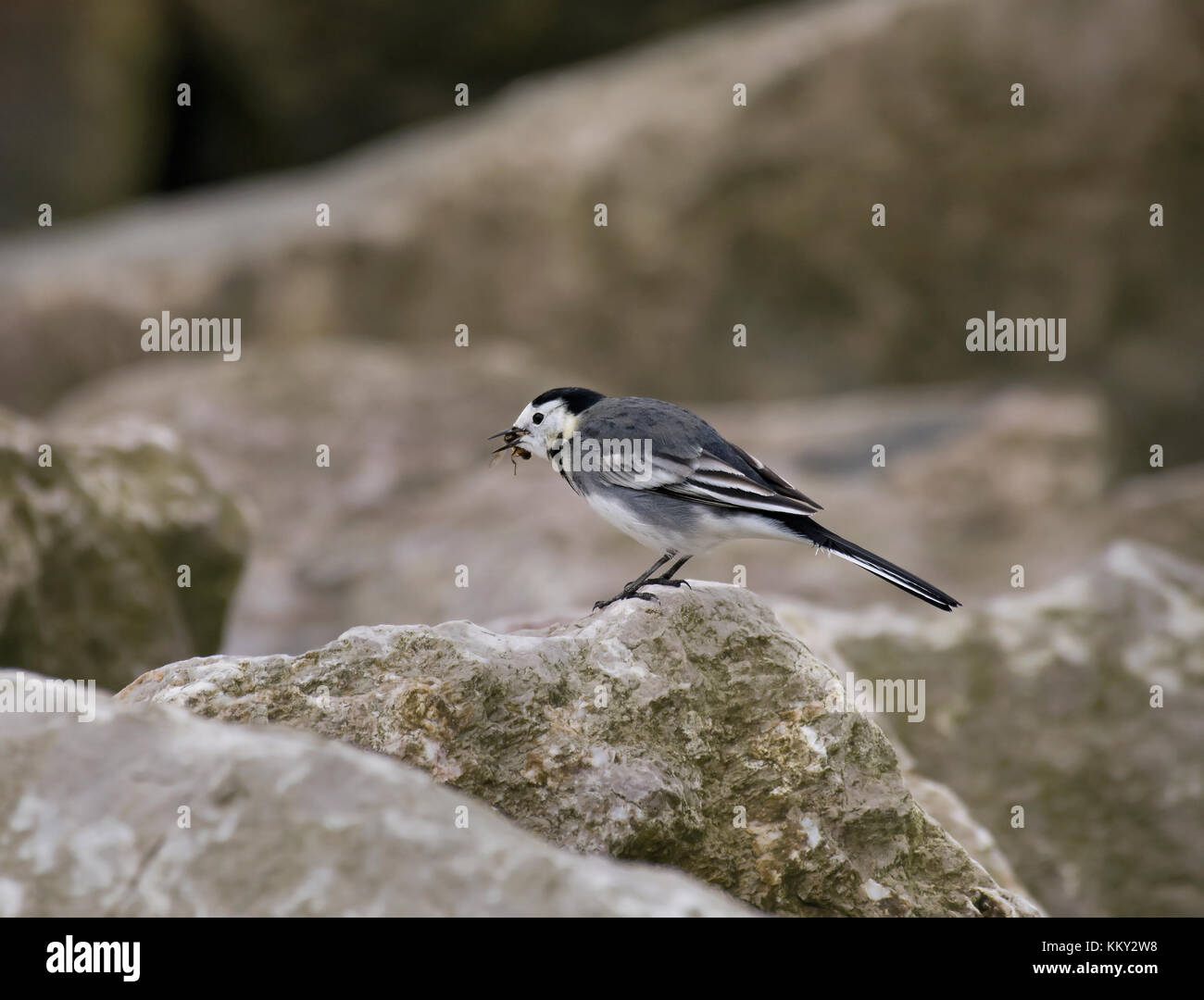 Pied wagtail, motacilla alba, con la preda sulle rocce sul bordo della baia di Morecambe, Lancashire, Regno Unito Foto Stock