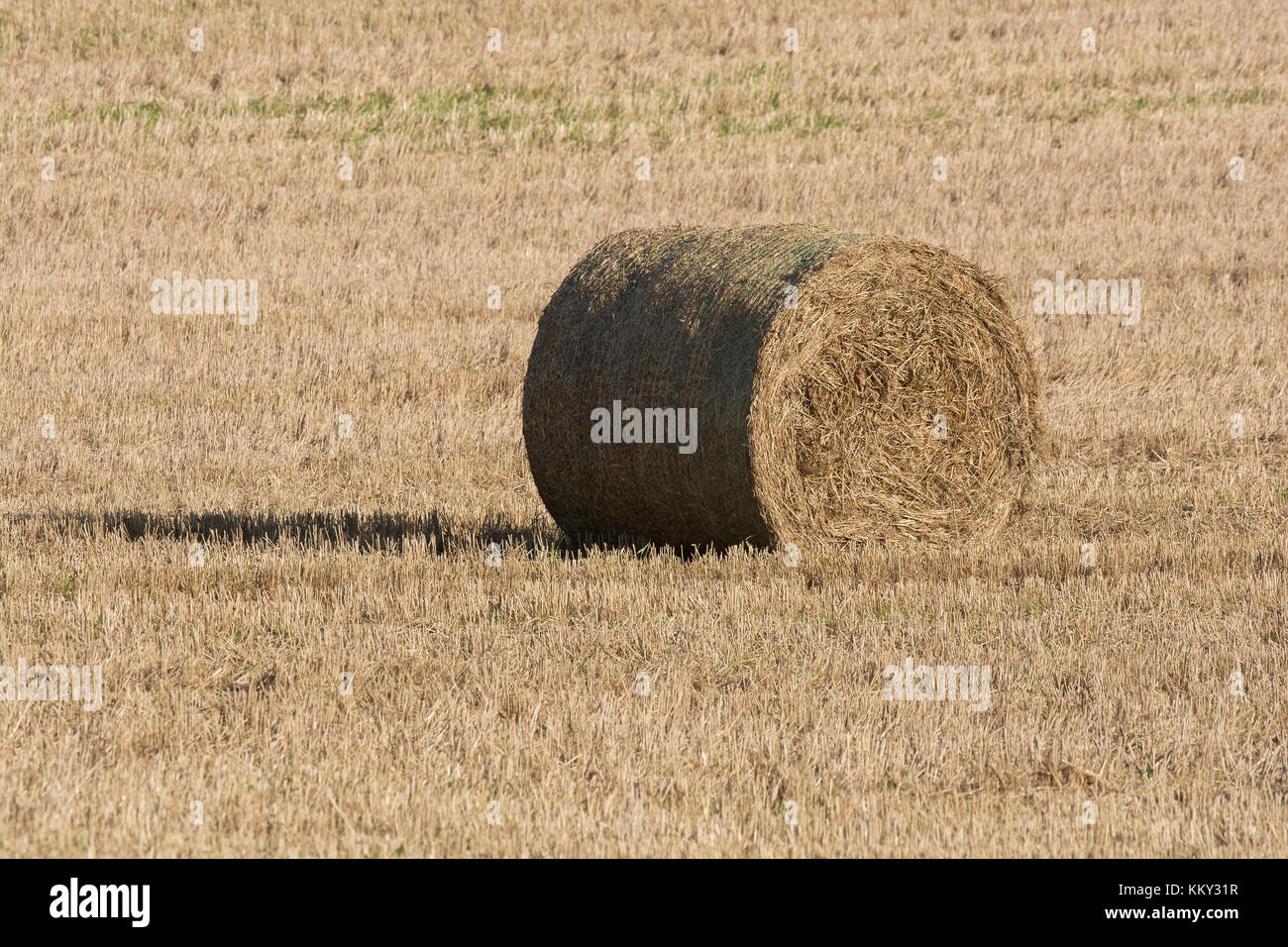 Balle di paglia in un campo di stoppie, lancashire, Regno Unito Foto Stock