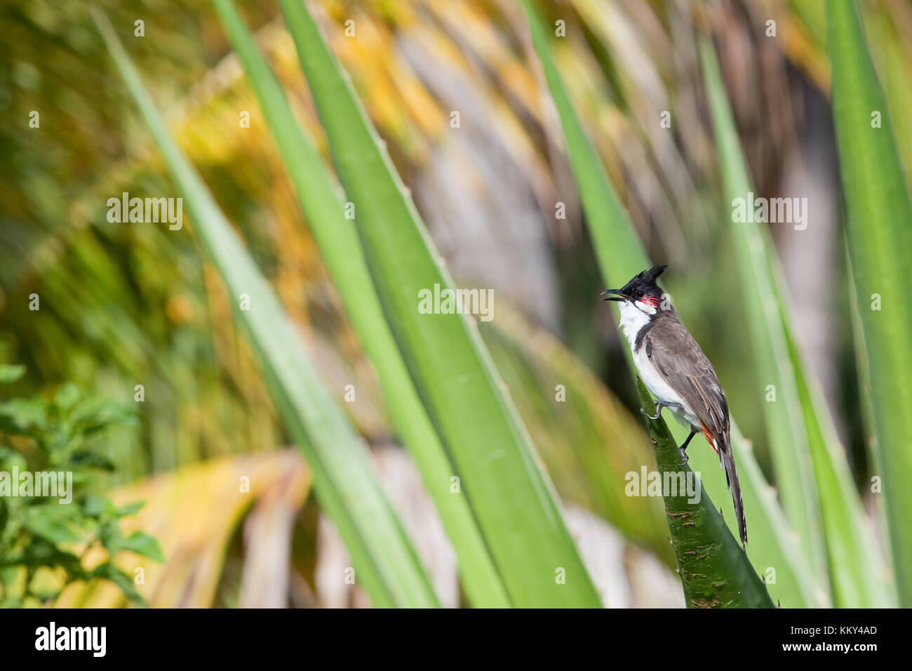 Mauritius - Africa - il cinguettio di uccelli su una verde lasciare Foto Stock