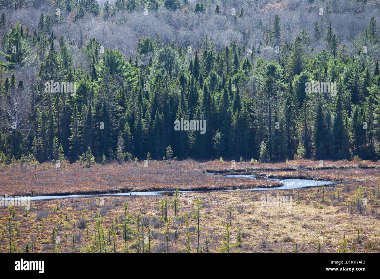 Deserto di Algonquin National Park - Canada - Nord America Foto Stock