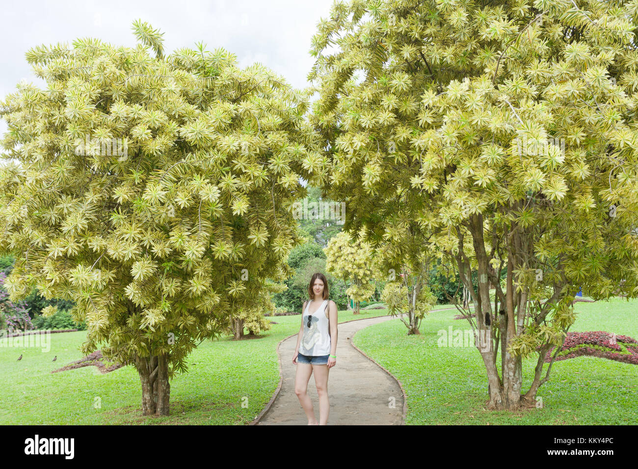 La donna nel parco, Peradeniya, Sri Lanka, Asia Foto Stock