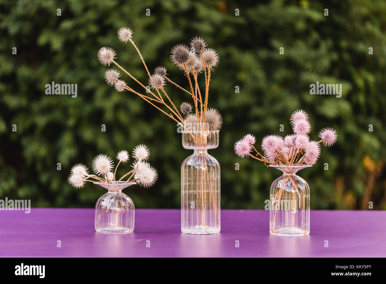 Decorazione per tavoli, vasi in vetro, cardo globo, colorato, Foto Stock