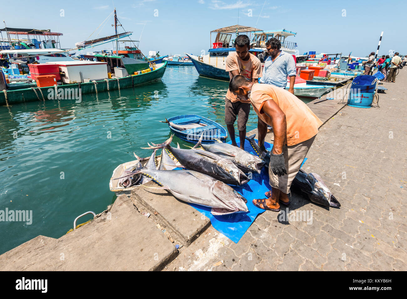 Maschio, Maldive - Novembre 21, 2017: area del mercato del pesce fresco nel maschio, Maldive. Uomini scaricano grandi di tonno. Foto Stock