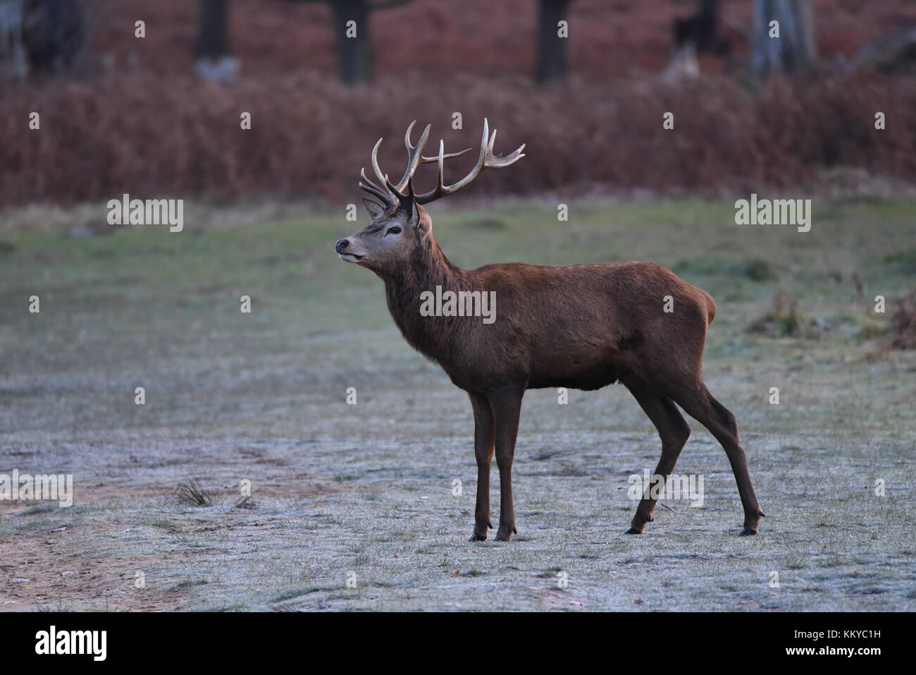 Maestoso Stag Cervo su un gelido inverno mattina a Richmond Park, Londra Foto Stock