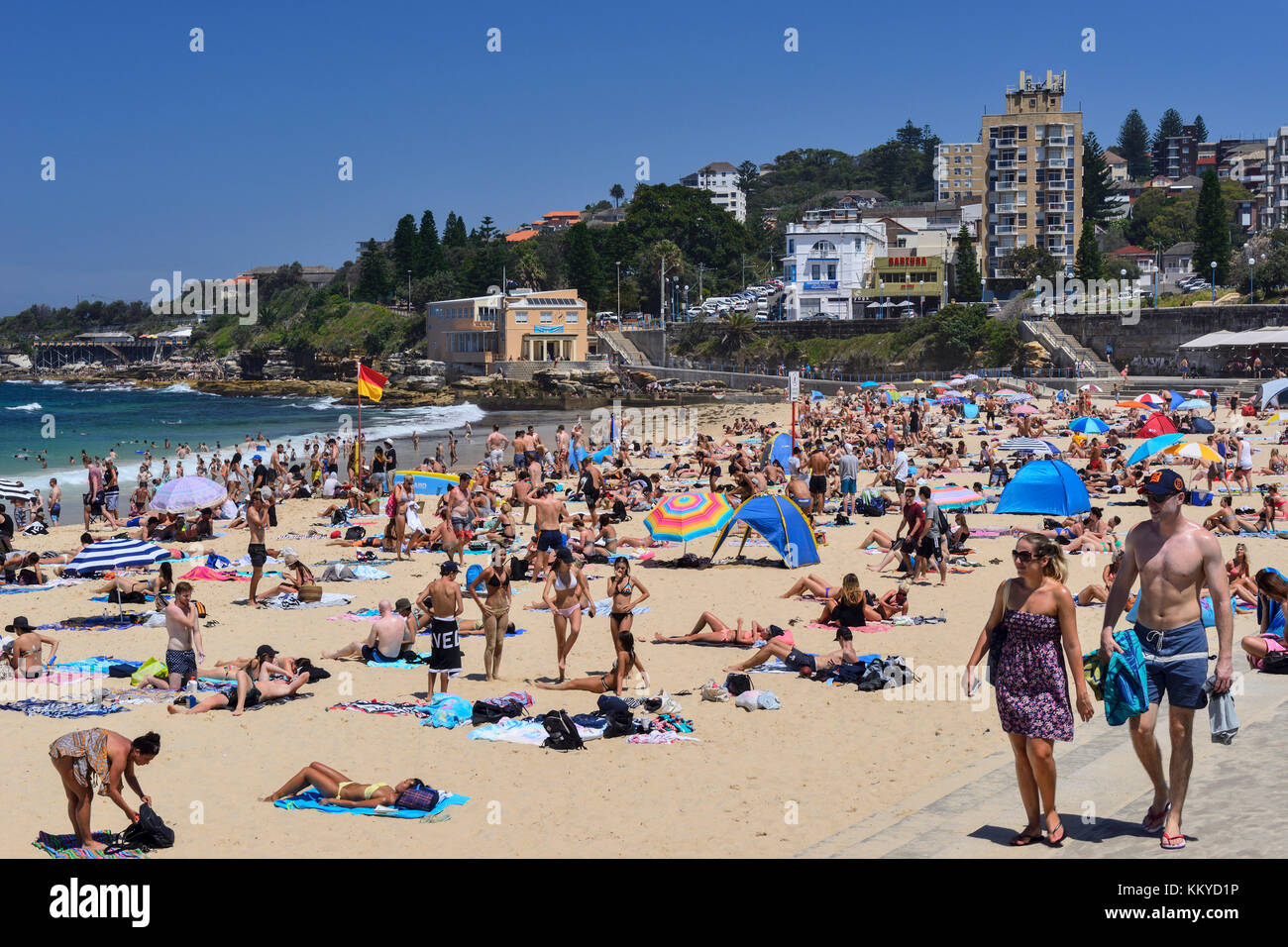 Lucertole da mare sulla spiaggia di Coogee, Coogee, un sobborgo a est di Sydney, Nuovo Galles del Sud, Australia Foto Stock