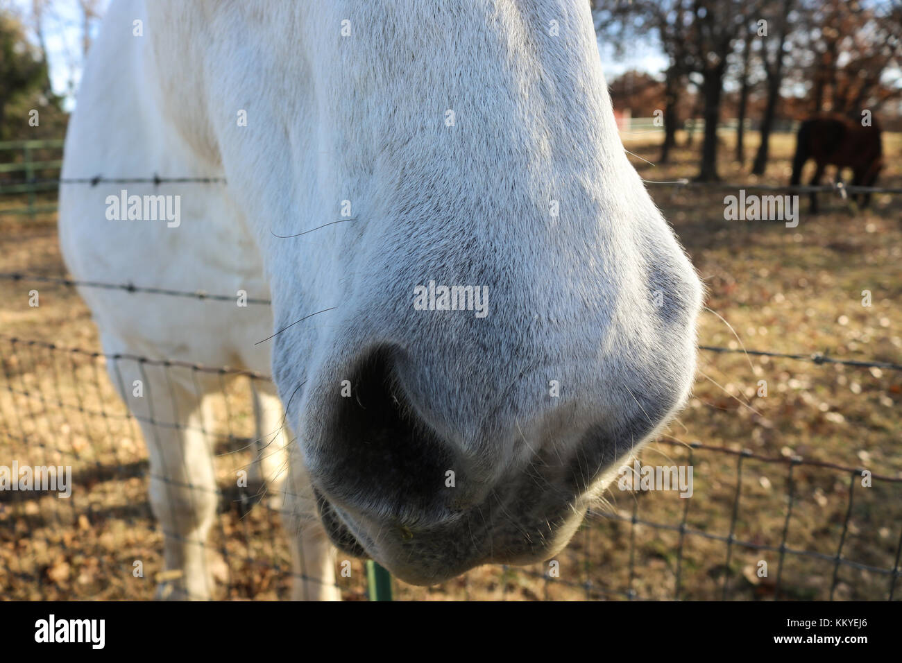 Baffi di cavallo - Extreme closeup del cavallo bianco del naso con i baffi evidenziato dal sole - testa oltre il recinto di filo che vogliono essere petted con alberi Foto Stock