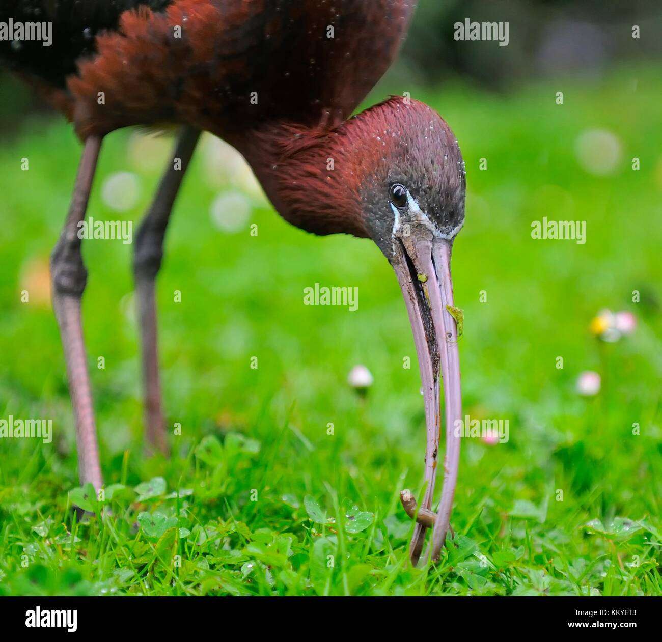 Ibis lucido, Plegadis falcinellus Foto Stock