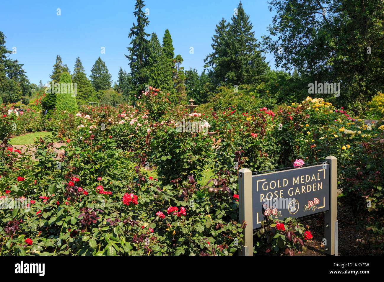 International Rose Test Garden, Portland, Oregon, Stati Uniti d'America Foto Stock
