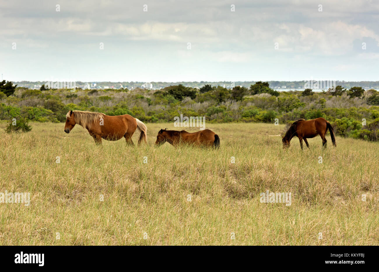 Nc00984-00...North Carolina - cavalli selvaggi in piedi in un prato su banche shackleford, un isola barriera in Cape Lookout National Seashore. Foto Stock