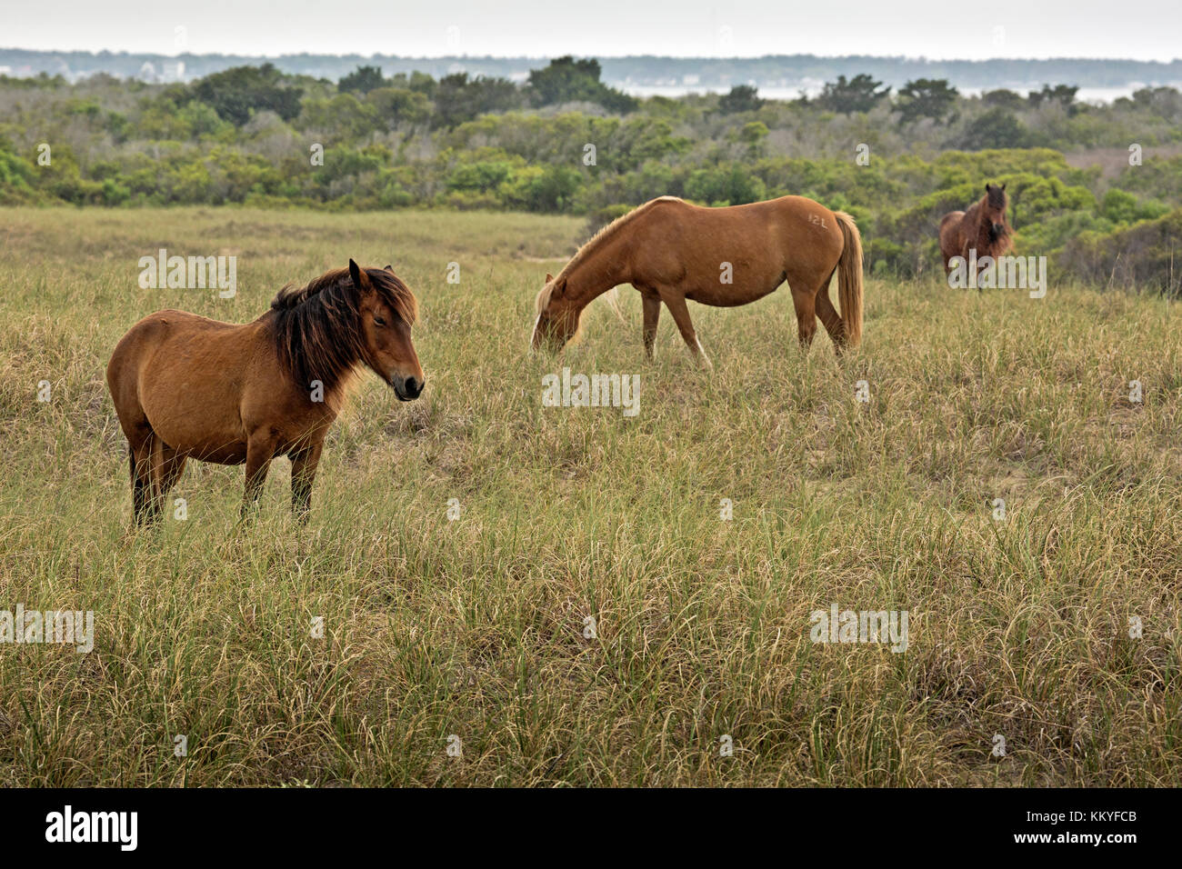 Nc00989-00...North Carolina - cavalli selvaggi in piedi in un prato durante una tempesta di pioggia sulle banche shackleford, un isola barriera in Cape Lookout National Sea Foto Stock