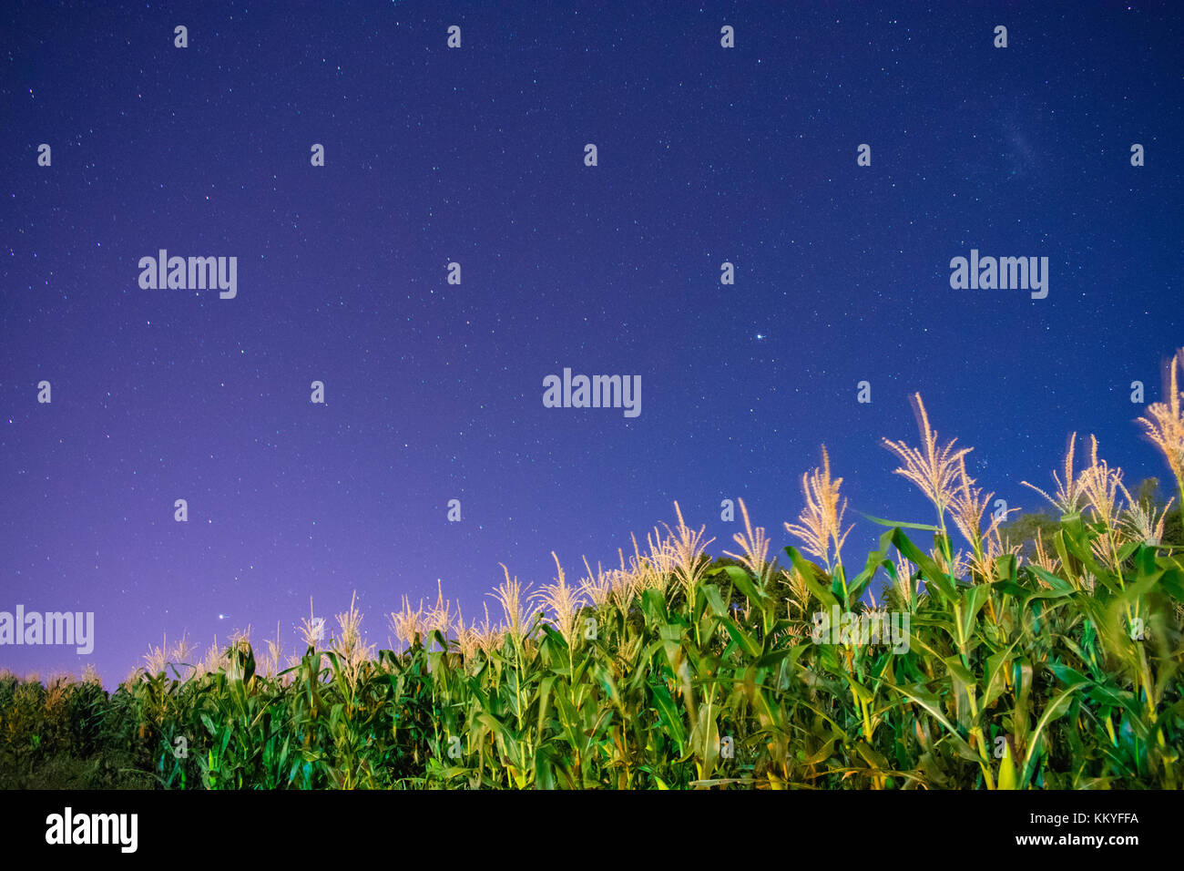Un ritratto preso in un cornfield con un cielo stellato in background Foto Stock