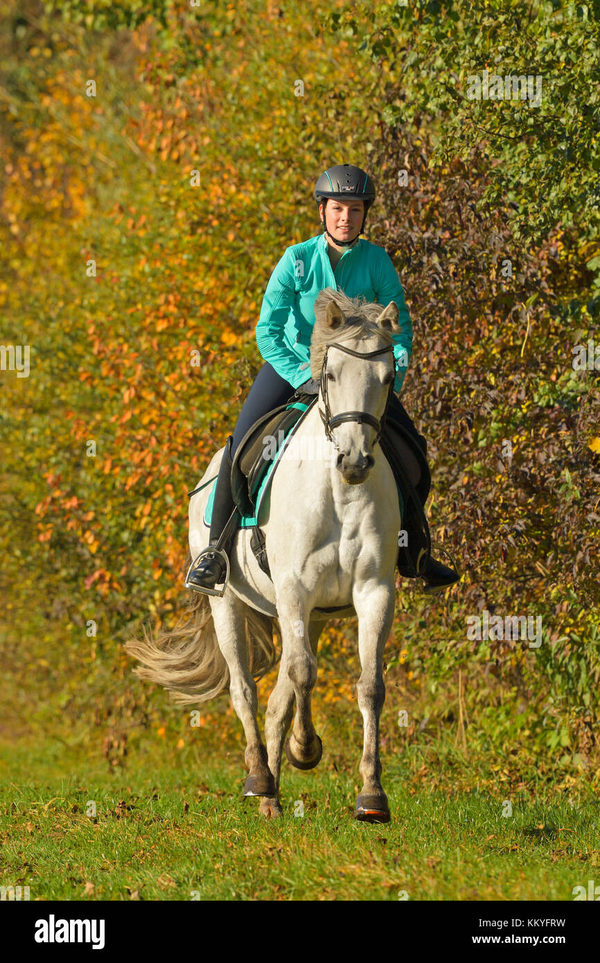 Pilota sul dorso di un pony tedesco hacking in autunno Foto Stock