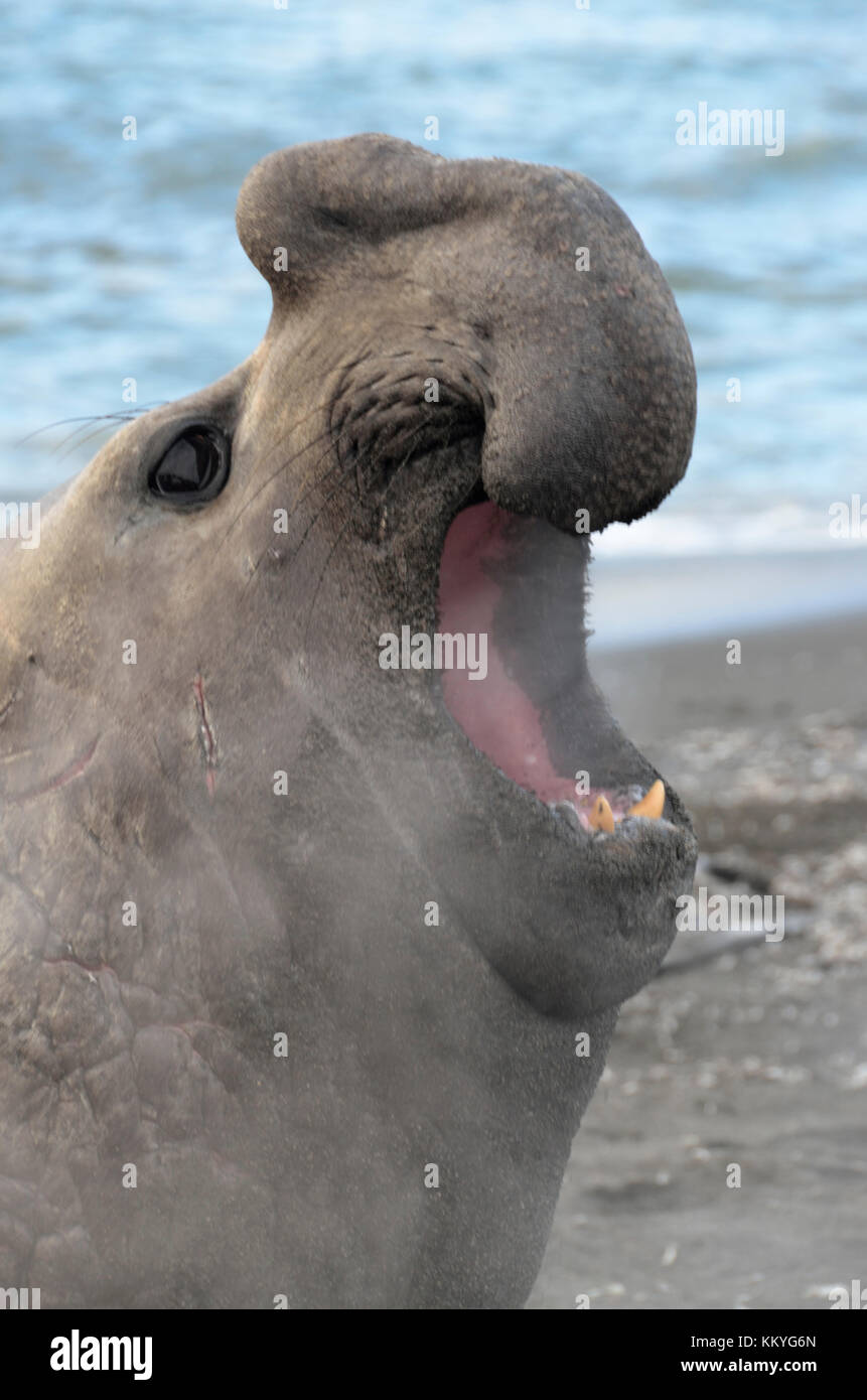 Maschio di elefante meridionale di tenuta (mirounga leonina) ruggente. oro Harbour, Georgia del sud. Foto Stock