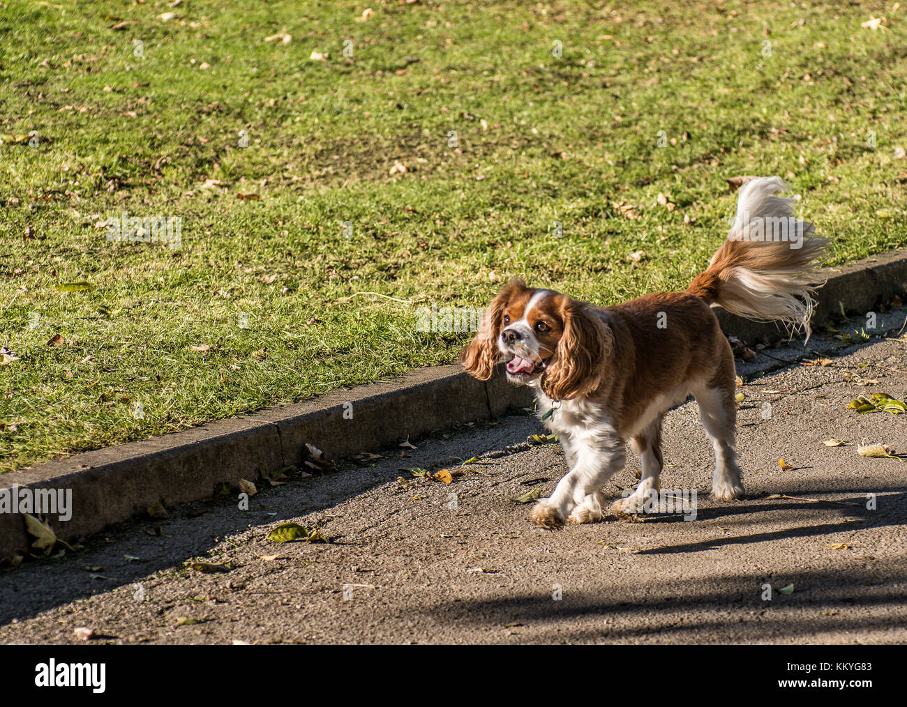 King Charles Spaniel Foto Stock