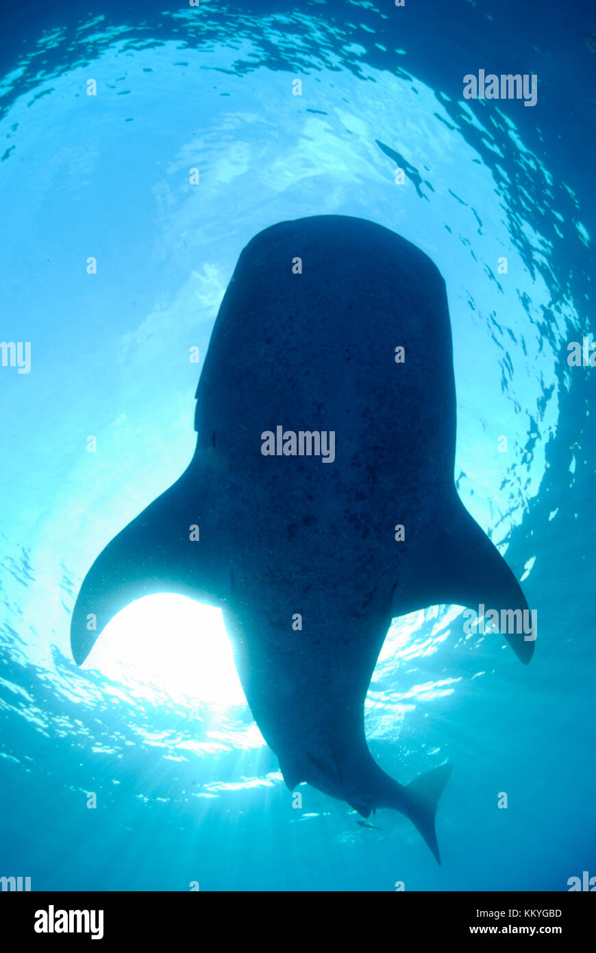 Squalo Balena, Rhincodon typus. Yucatán Penisola, Messico, mar dei Caraibi Foto Stock