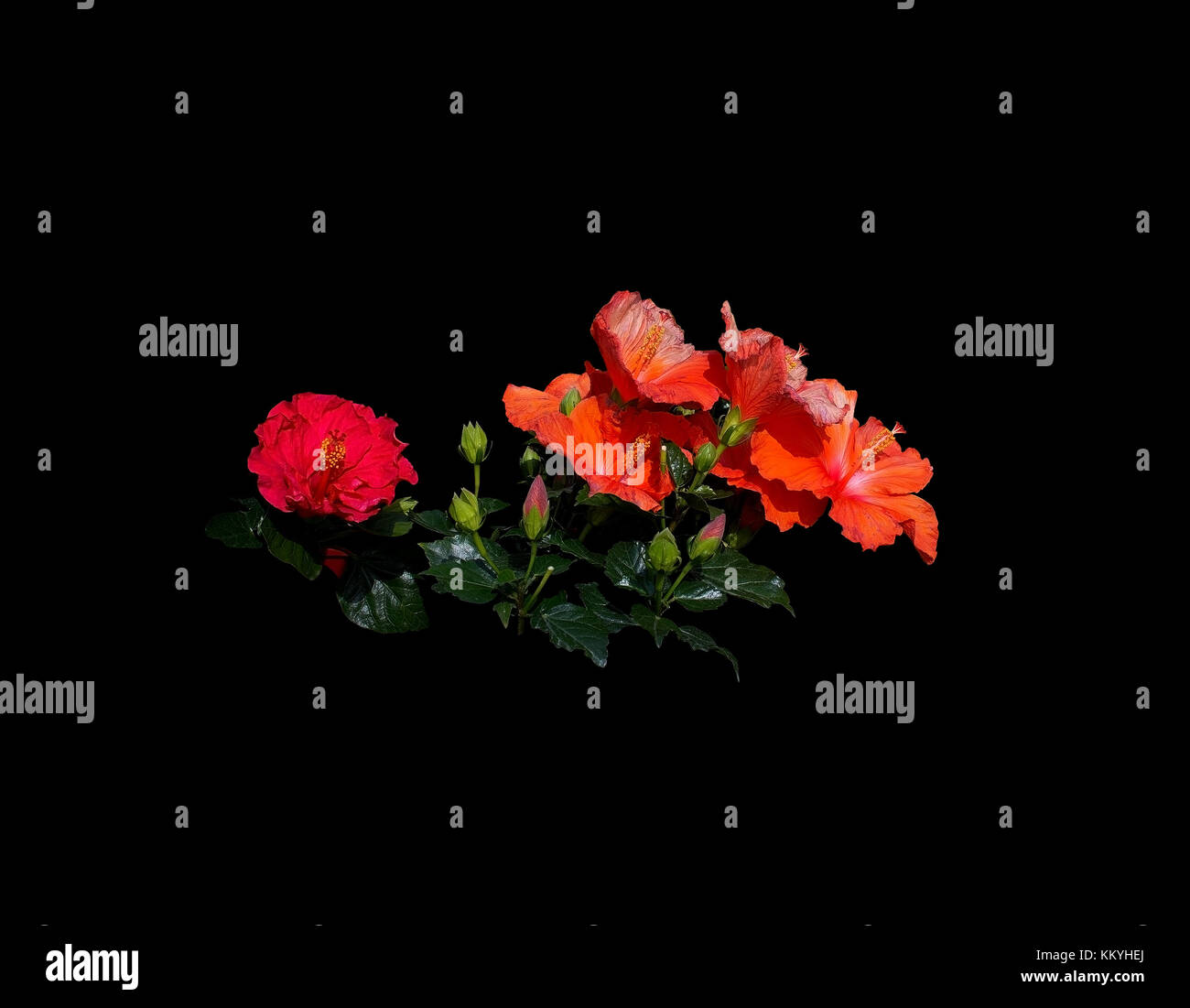 Rosa rosso fiori di ibisco closeup in presenza di luce solare. Foto Stock