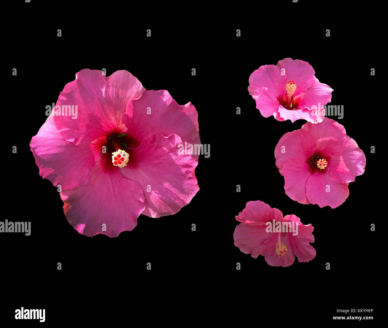 Ibisco rosa fiore closeup in ombra e luce solare. Foto Stock