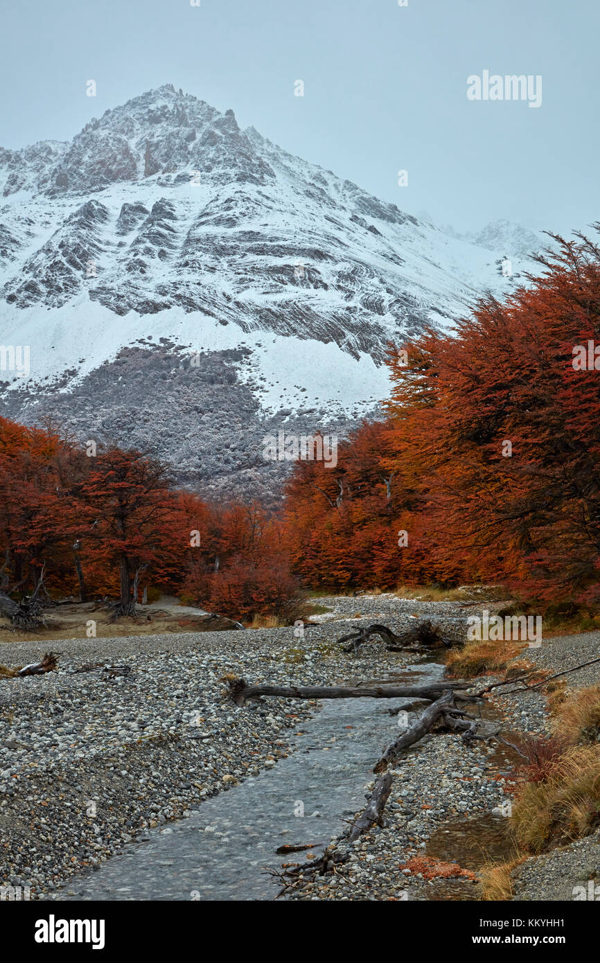 Montagna, flusso e lenga foresta sulla pista di laguna de los Tres, Parque Nacional Los Glaciares (area del patrimonio mondiale), Patagonia, Argentina, Sud ame Foto Stock