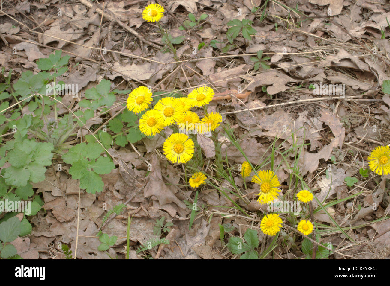 Coltsfoot fiori tra l ultimo anno di foglie di quercia Foto Stock