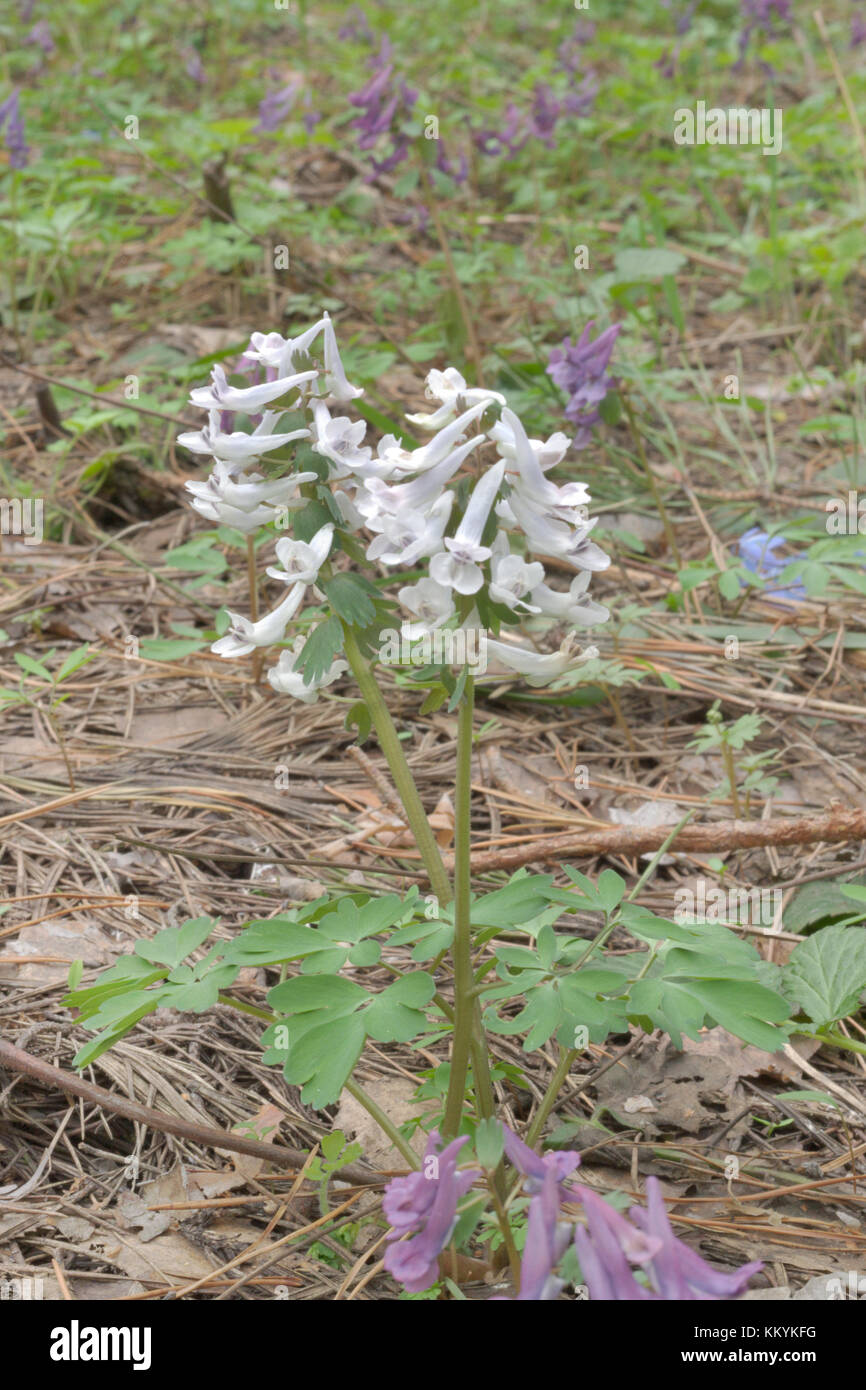 Molla bianco fiore fumewort in natura. solido lungo il gambo e le foglie profondamente diviso in segmenti Foto Stock