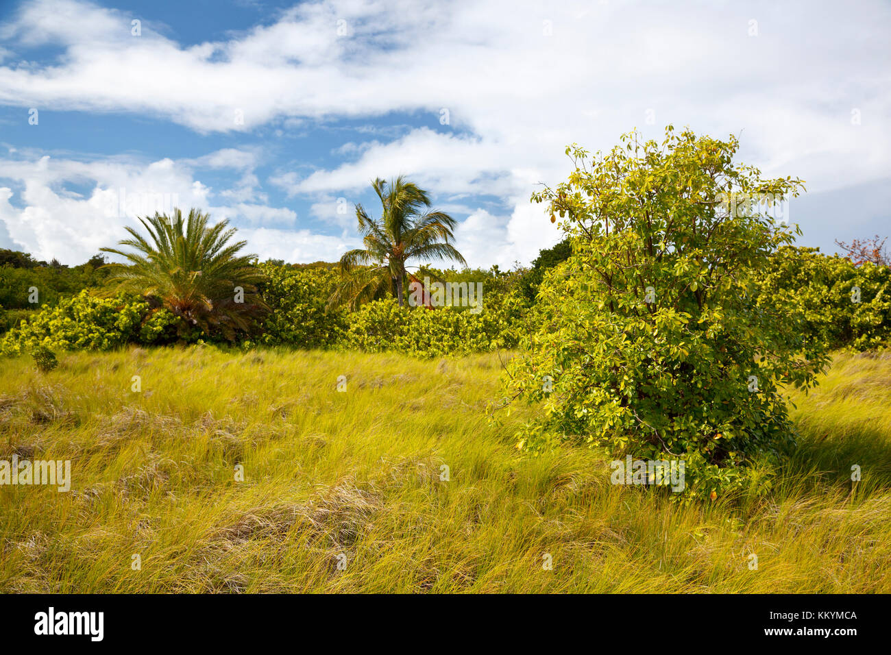 Un bellissimo spot verde isola degli uccelli che appartiene ad Antigua. Foto Stock