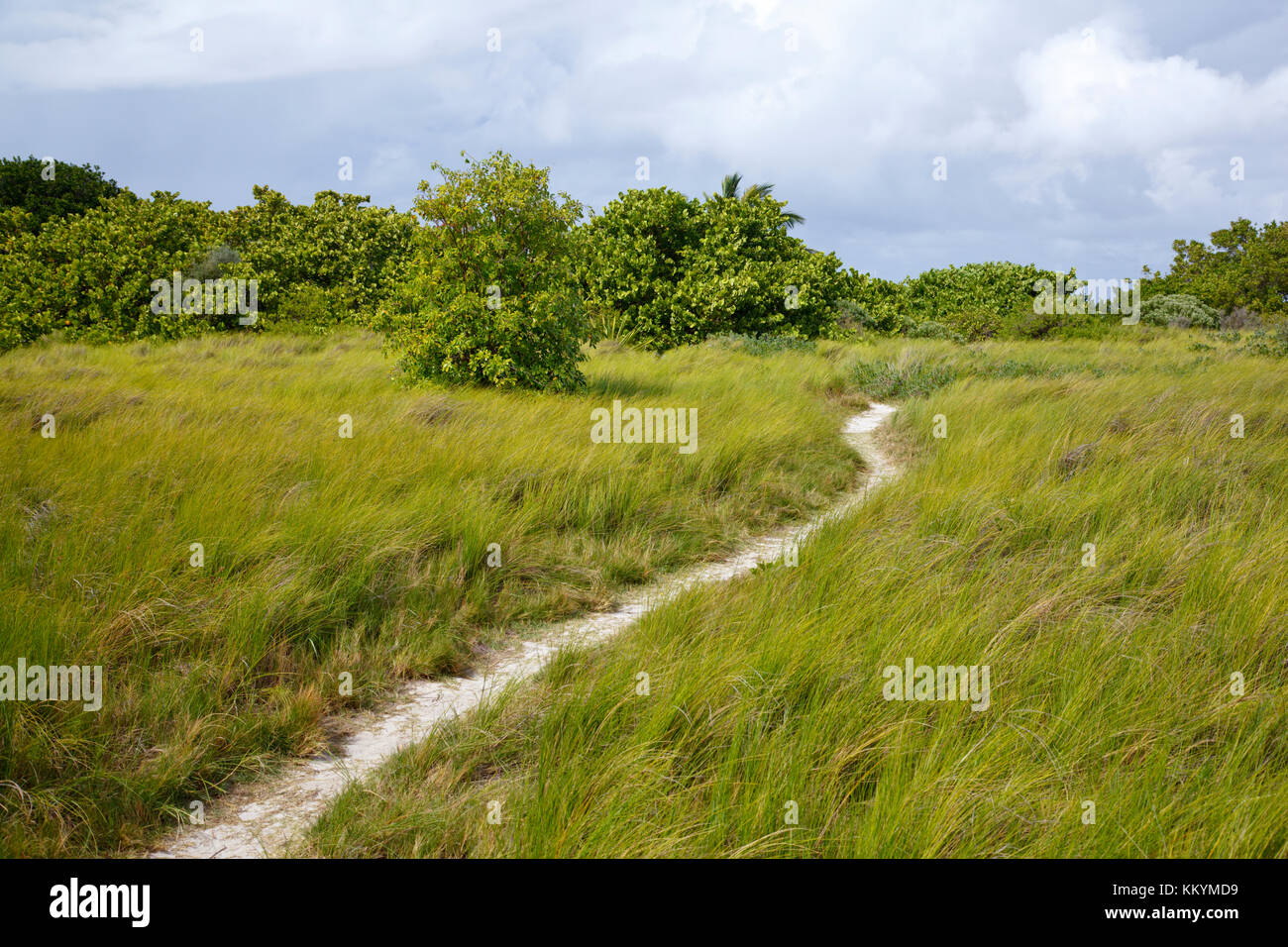 Un sentiero attraverso un bellissimo spot verde isola degli uccelli che appartiene ad Antigua. Foto Stock