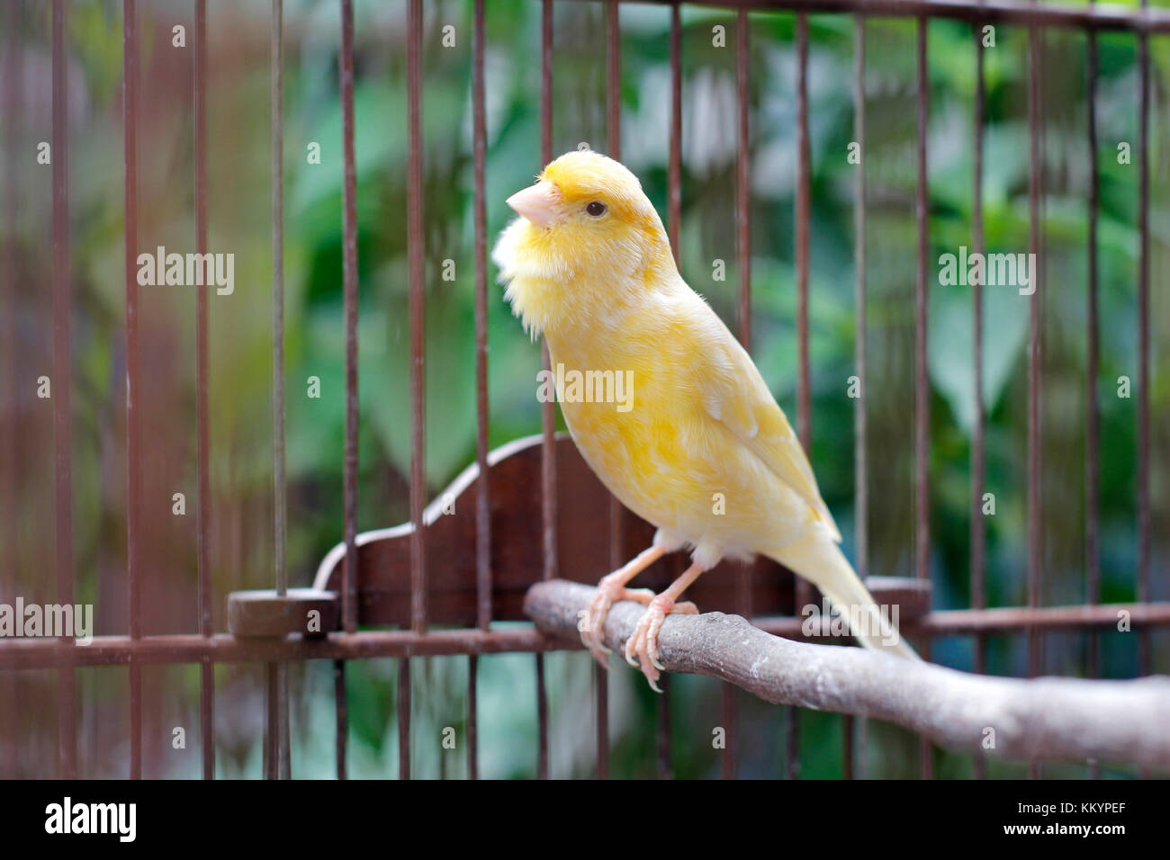 Fighter uccello o murai bird Foto Stock