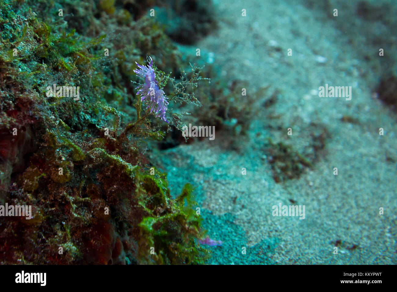 Flabellina, di invertebrati Foto Stock