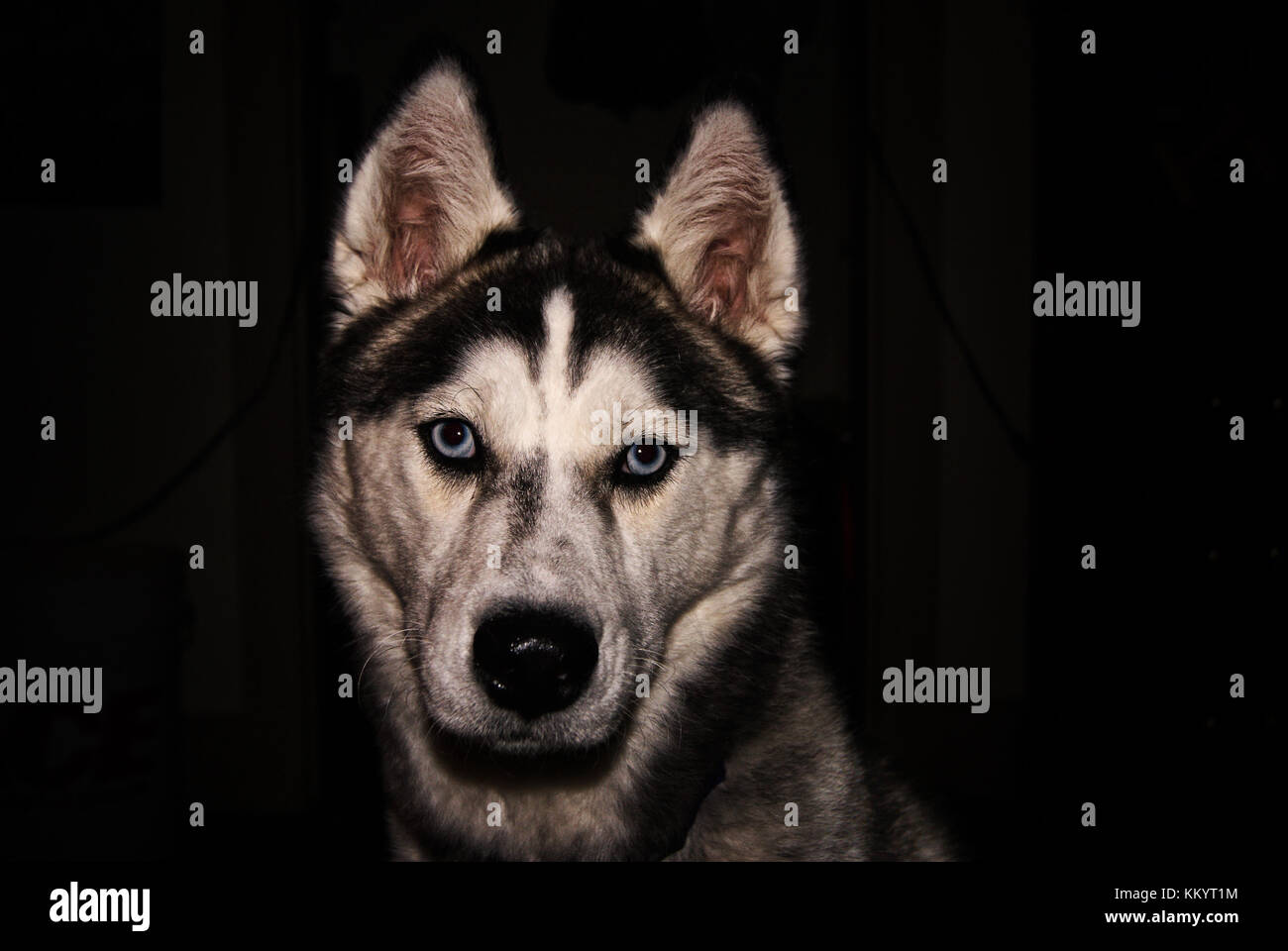 Husky cane con sfondo nero. Foto Stock