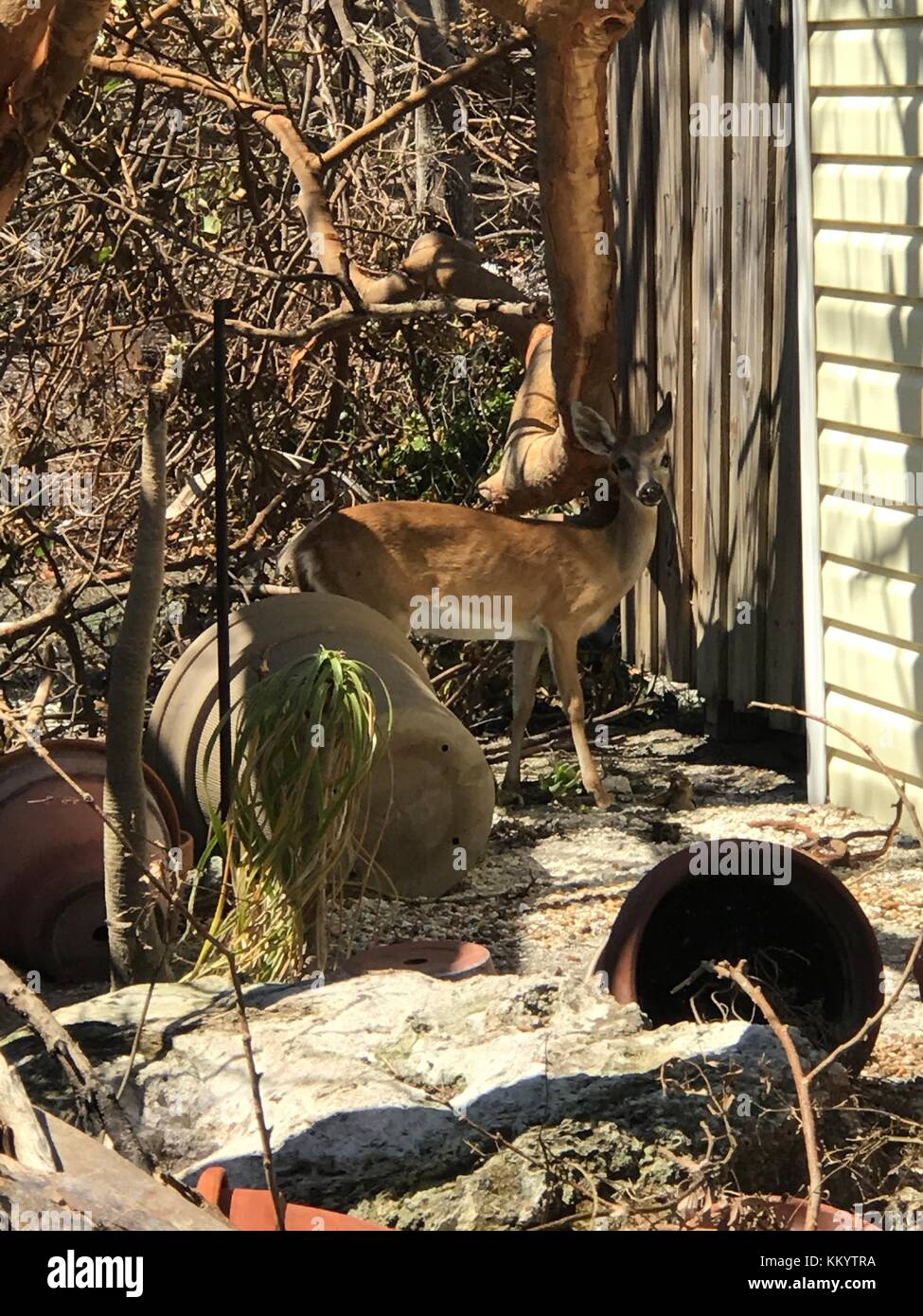 Una chiave cervo si aggira intorno ad una casa danneggiata in chiave deer National Wildlife Refuge dopo il passaggio dell uragano irma settembre 15, 2017 in Big Pine Key, Florida. (Foto di dan chapman via planetpix) Foto Stock