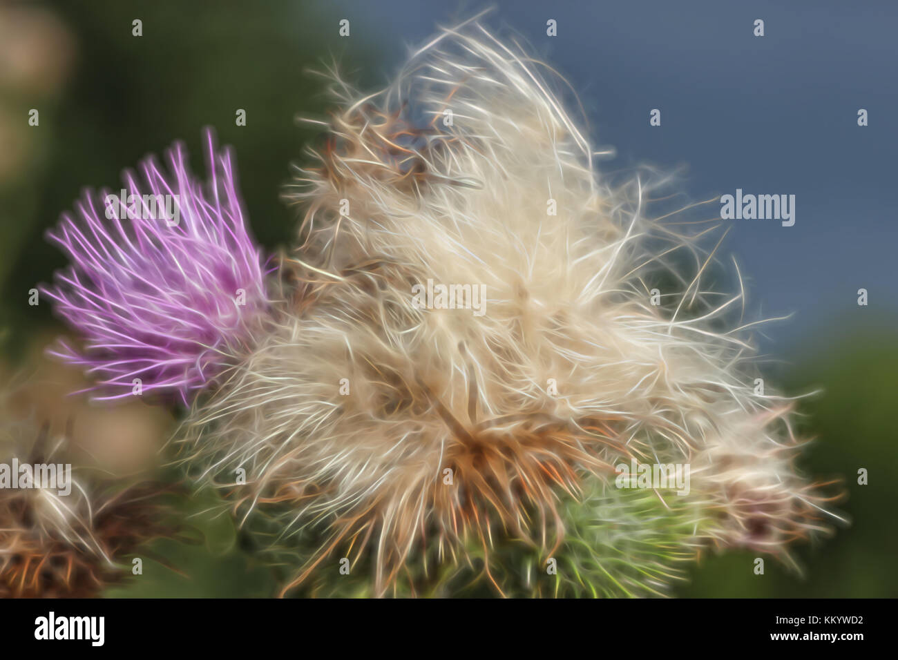 Un fotografiche manipolate per la visualizzazione di una immagine di un cardo e seedhead Foto Stock