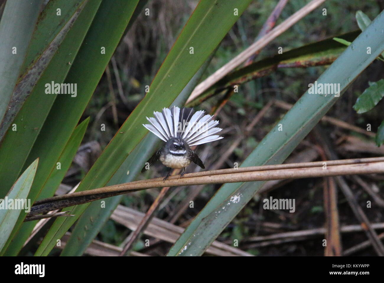 Fantail con coda spalmata Fächerschwanz mit ausgebreitetem Fächerschwanz Foto Stock