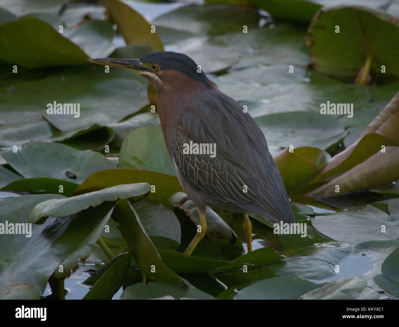 Green heron camminando sulle ninfee. Foto Stock