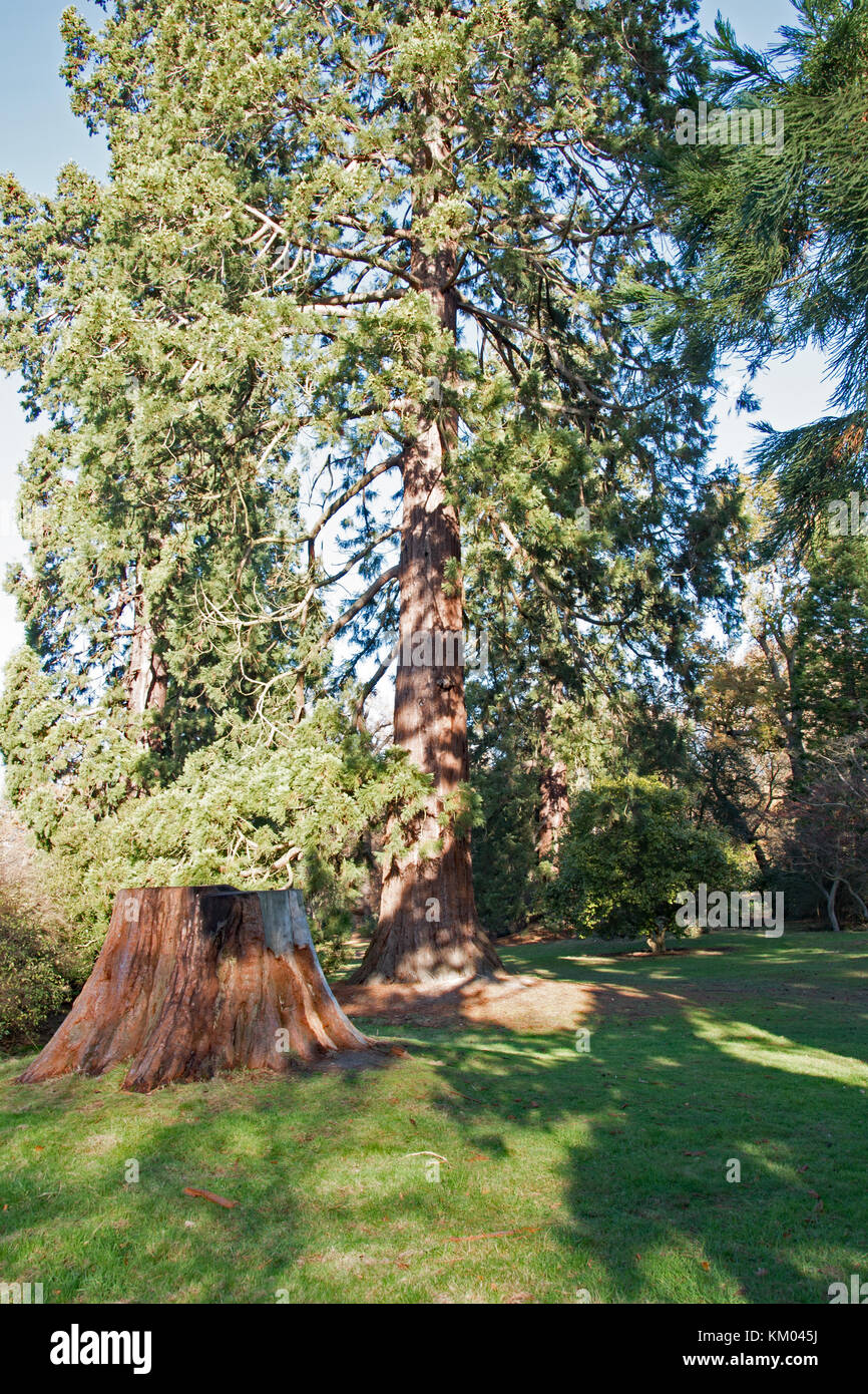 Giant redwoods a Langley Park Country Park, Buckinghamshire, Inghilterra Foto Stock