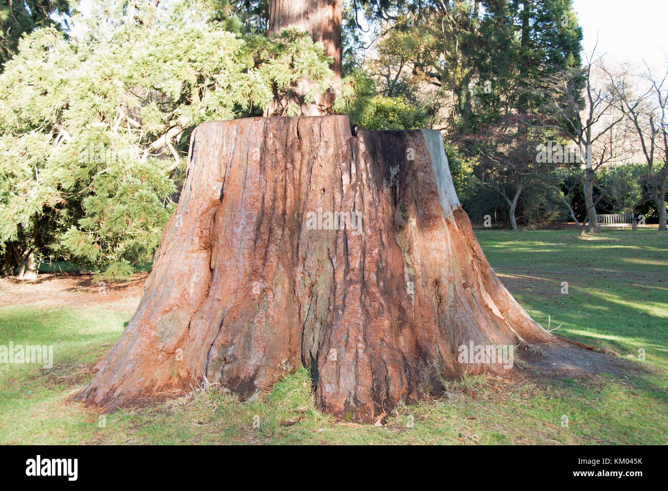 Giant redwoods a Langley Park Country Park, Buckinghamshire, Inghilterra Foto Stock