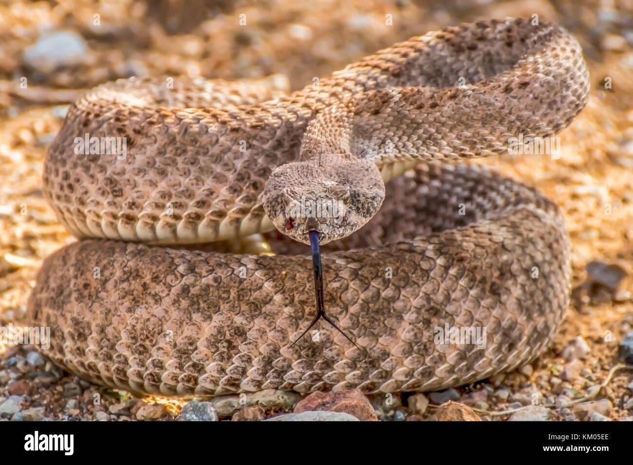 Rattlesnake in posizione di battuta di fronte alla fotocamera con lingua biforcuta esteso Foto Stock